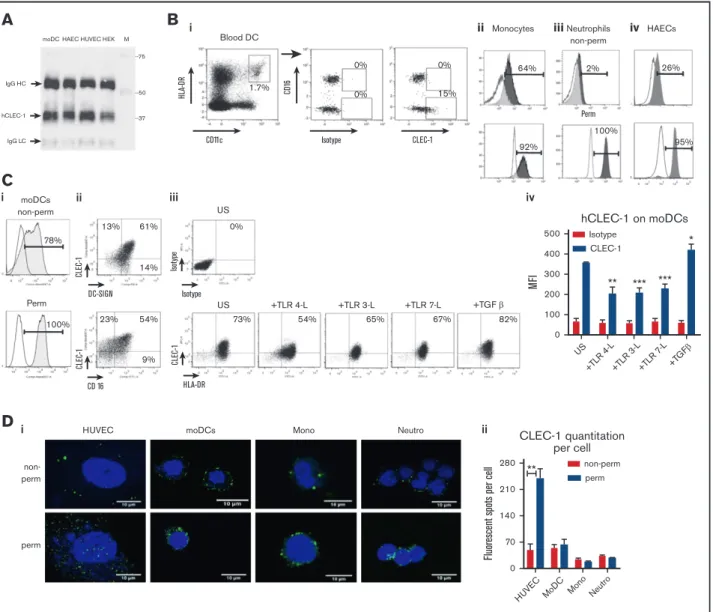 Figure 6). Almost all cultured moDCs express cell-surface CLEC-1, which is largely coexpressed with the other CLR DC-specific  ICAM-3–grabbing nonintegrin (DC-SIGN); however, in contrast to blood, CLEC-1 does not appear to be restricted to the CD16 2  sub-