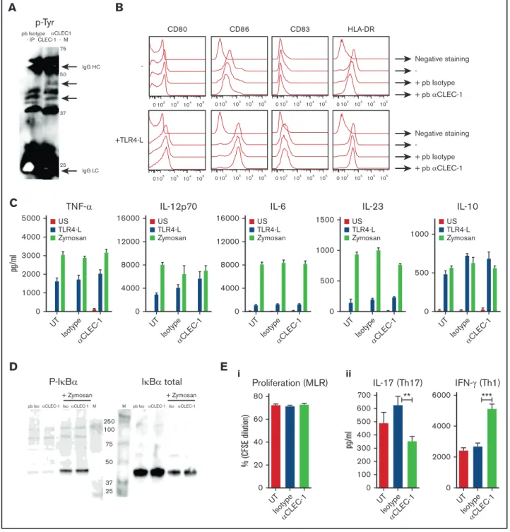 Figure 2. CLEC-1 triggering on human moDCs prevents downstream Th17 activation. (A) Human moDCs were stimulated with pb anti–CLEC-1 or IgG1 isotype control mAb for 5 minutes