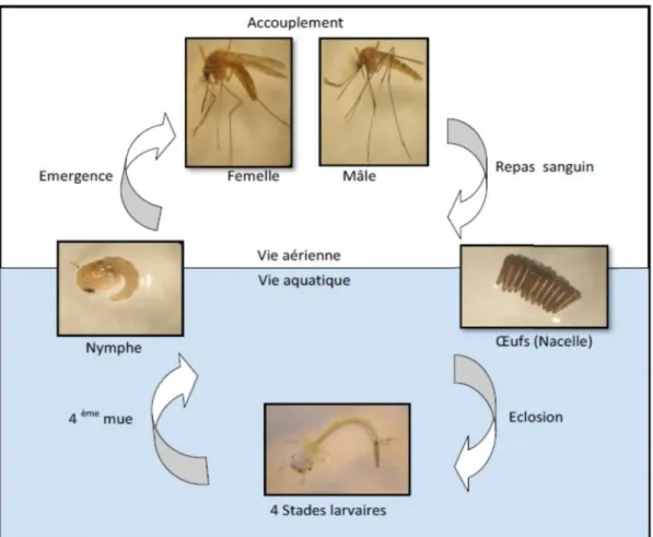 Figure 5: Cycle de développement de moustique Cx pipiens (KLOWDEN, 1990).