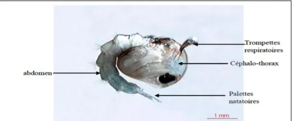Figure 8:Aspect général d’une nymphe de Culex pipiens (BERCHI, 2000).