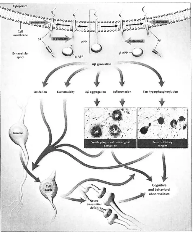 Figure 1: The hypothesis of the amyloid cascade proposes a progression from the generation of 3-amy1oid precursor protein (APP), through multiple secondary steps, to ceil death
