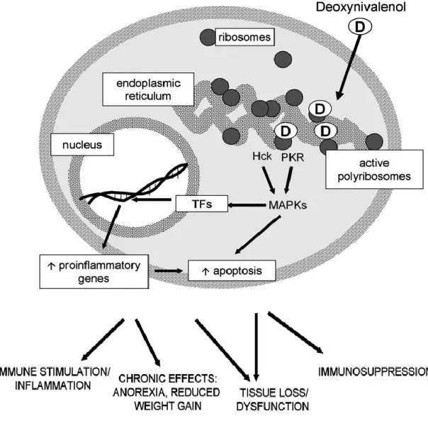 Figure  4:  Molecular  mechanism  of  action  of  deoxynivalenol  and  other  trichothecenes