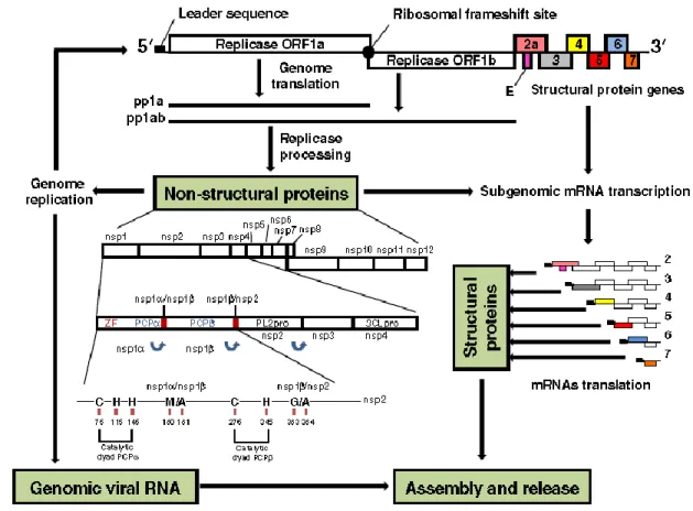 Figure  6:  Schematic  representation  of  the  PRRSV  non-structural  proteins.  The  replicase  1a  and  1ab  polyproteins  (ppla  and  pp1ab)  are  expressed  from  the  genomic  viral  RNA