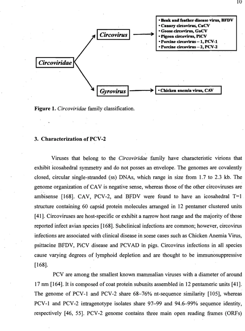 Figure 1. Circoviridae  family classification. 