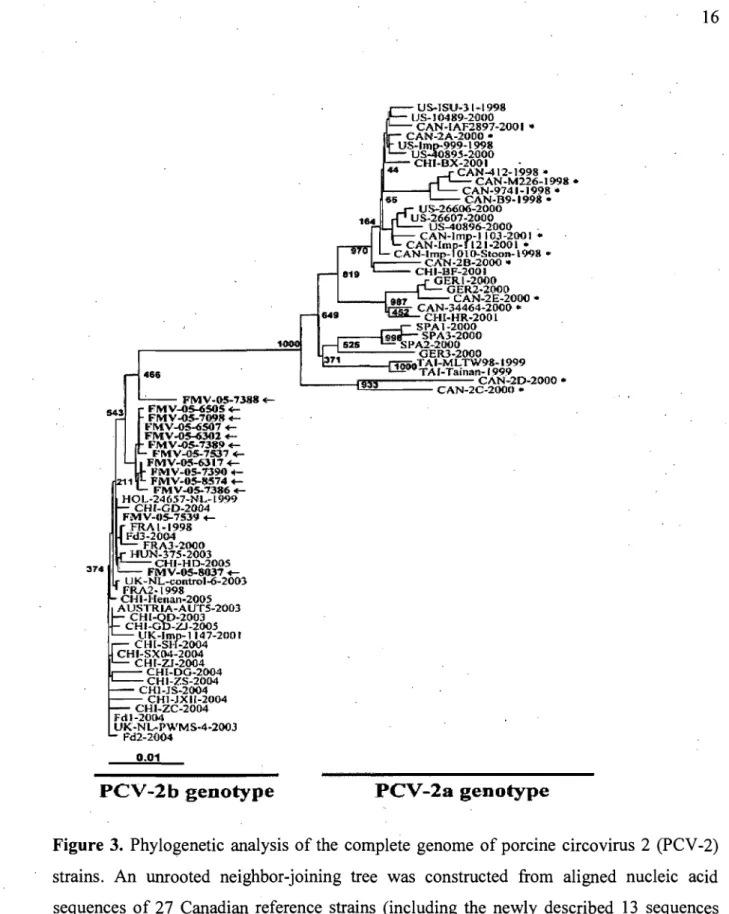 Figure  3.  Phylogenetic  analysis  of the  complete  genome  of porcine  circovirus  2  (PCV -2)  strains