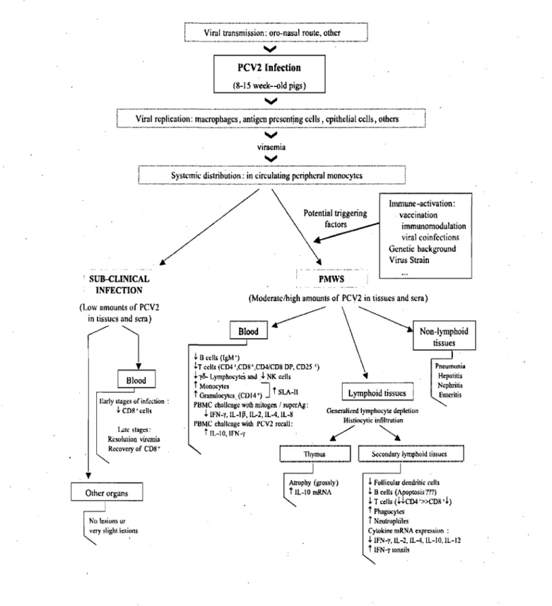 Figure 4.  Pathogenesis  of PMWS  caused by  PCV -2.  Proposed outline of the  pathogenesis  including  immunologie  aspects  of PMWS  in  clinical  and  sub-clinical  PCV -2  infections  of  piglets