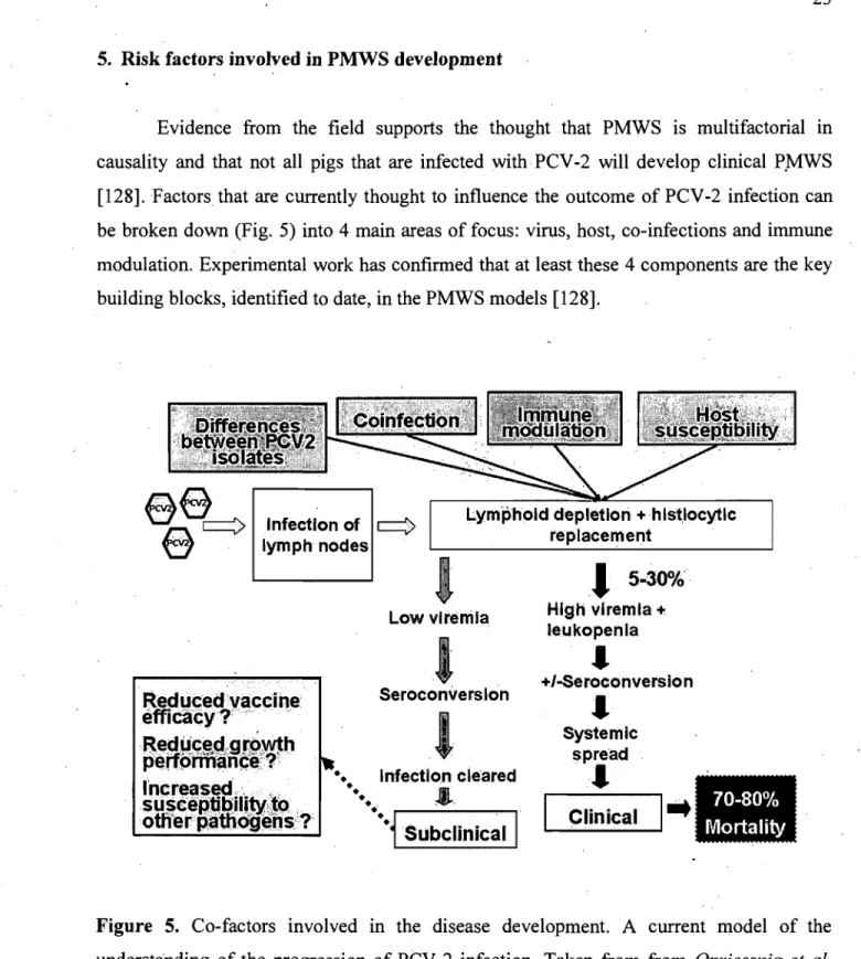 Figure  5.  Co-factors  involved  in  the  disease  development.  A  current  model  of  the  understanding  of the  progression  of PCV -2  infection