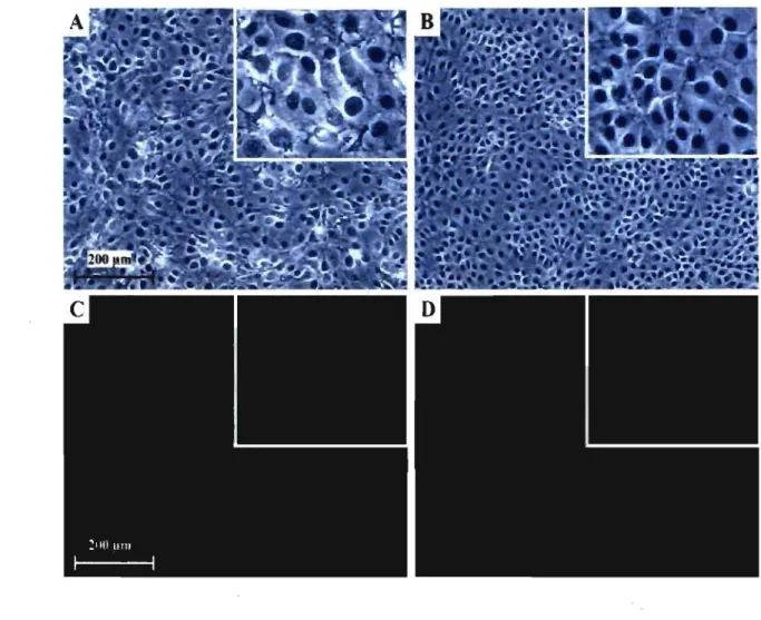 Figure  1.  Detection  of NPTr  PCV -2  infected  cells  by  immunofluorescence  assay