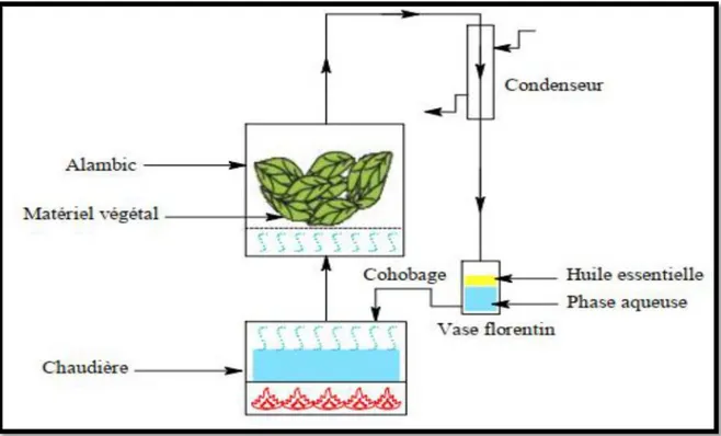 Figure  11:  Dispositif  de  l’extraction  par  méthode  d’entrainement  à  la  vapeur  d’eau  (Chenni, 2016).