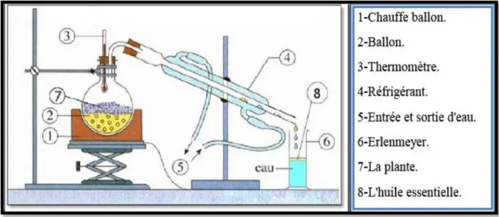Figure 12: Schéma représentant la technique de l’hydro distillation (Lucchesi M,  2005)    