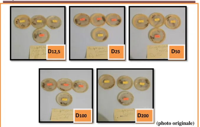 Figure 21: Test de traitement des larves L4 par contact Eucalyptus globulus 