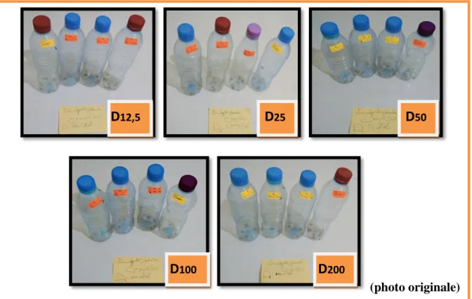 Figure 23: Test de traitement des adultes de E.ceratoniae par inhalation d’huile  essentielle Eucalyptus globulus 