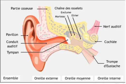Figure 1 : Anatomie de l’oreille 