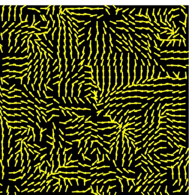 Figure 5.16 – The local orientation field computed by GR with α = 4 in a 1-look pure noise image of size 30 × 30 pixels.
