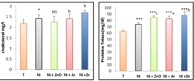 Figure 16: concentrations sériques d'urée, créatinine, acide urique, triglycéride, cholestérol et  protéine totaux chez les groupes témoin et les groupes expérimentaux