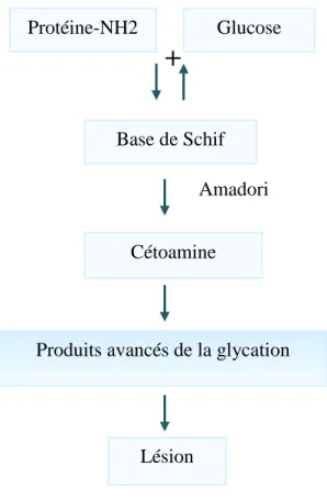 Figure 09 : Glycation non- enzymatique des protéines (Martin, 2006). 