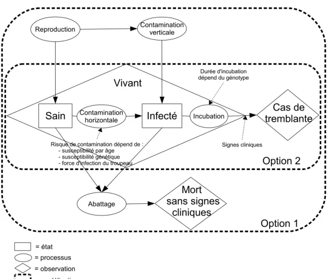 Fig. II.1 – Cycle de vie d’un mouton avec mise en ´evidence des ´etats ´epid´emiologiques (sain ou infect´e), des ´etats observ´es (vivant, mort sans signes cliniques, ou cas de  trem-blante) et des processus impliqu´es selon les deux options de mod´elisat