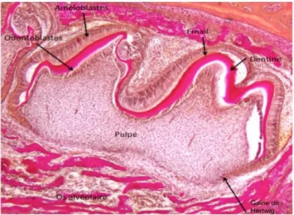 Figure 1.- Coupe histologique d’une première molaire mandibulaire de souris à 4 jours de  développement (Coloration Van Gieson sur coupe paraffine) (MERAMETDJIAN, 2016)  III.2.3.- Facteurs de risque des maladies dentaires 