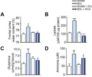 Fig. 3. Effect of dichloroacetate (DCA) (lactate synthesis inhibitor). (A) frontal cortex water content; (B) frontal cortex  lactate; (C) frontal cortex glutamine and (D) cerebrospinal fluid ammonia levels in bile-duct ligation (BDL) rats compared  to trea