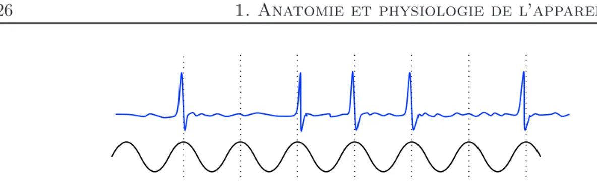 Fig. 1.15: Synchronisation temporelle des décharges d’une fibre (en haut) avec la phase avec la fréquence du stimulus, ici un son pur (en bas)