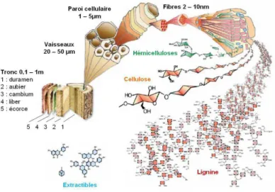 Figure  3  :  Vue  artistique  de  la  structure  générale  du  bois  de  l'échelle  macroscopique  à  l'échelle moléculaire