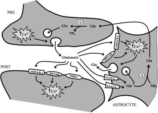 Fig. 1. Keys steps involved at the glutamatergic synapse. Glutamate is released from the presynap-tic nerve  terminal (PRE) into the synapse and stimulates glutamate receptors on the postsynaptic neuron (POST) or  the neighboring astrocyte