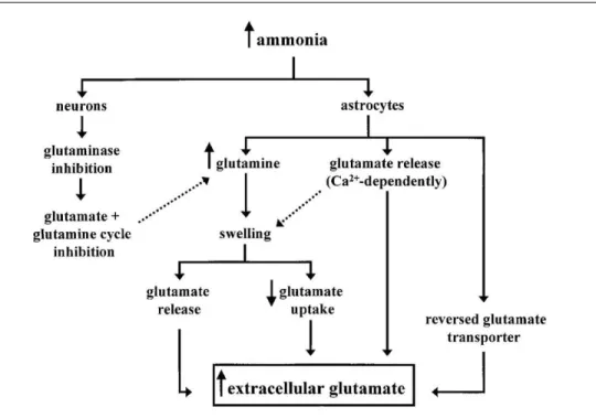 Figure 2. Diagram demonstrating the possible mechanisms involved in the development of HE and  brain edema in ALF.