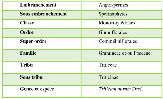 Tableau 01 : Classification systématique du blé dur d’après Feillet (2000)  Angiospermes Embranchement  Spermaphytes Sous embranchement  Monocotylédones Classe  Glumiflorales Ordre  Comméliniflorales Super ordre 