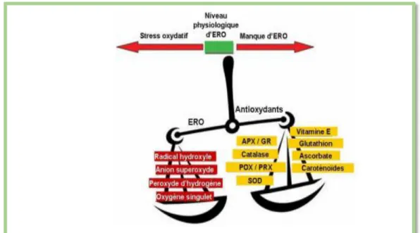 Figure 02 : Schématisation de la balance entre les ERO et les antioxydants (Pourrut, 2008)  Lorsque  la  quantité  des  ROS  générée  dépasse  les  capacités  antioxydantes  de  l’organisme,  la  toxicité  des  ROS  s’exprime  par  de  nombreux  aspects,  