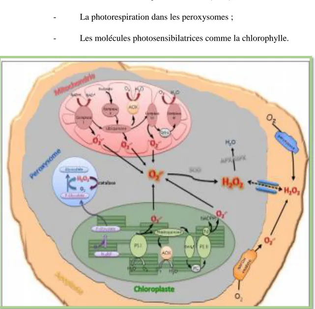 Figure 03 : Sites de production intra-organites des formes réactives de l’oxygène (ROS)  dans la cellule végétale (Parent al., 2008) 