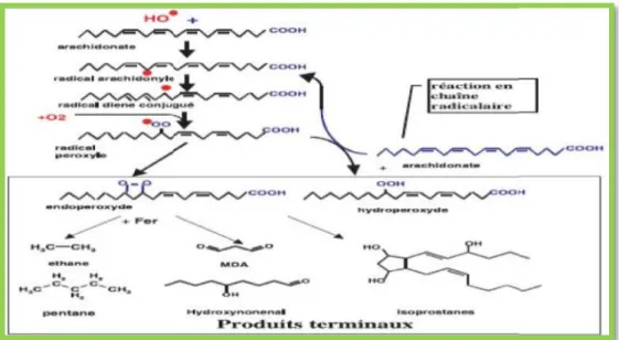 Figure 05 : Mécanisme en chaîne de la peroxydation des acides gras polyinsaturés et  nature des produits terminaux formés (Favier, 2003)