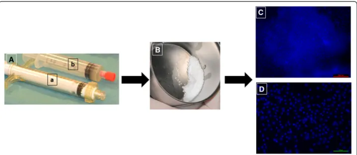 Fig. 1 Cell attachment assay. A Syringes containing BCP granules (a) and MSCs (b). B Mixture of BCP and MSCs