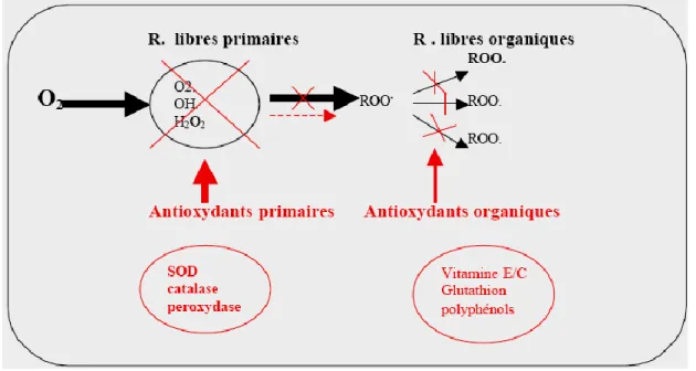 Figure 09: Systèmes de défense contre les radicaux libres. (Yakhlef, 2010) 