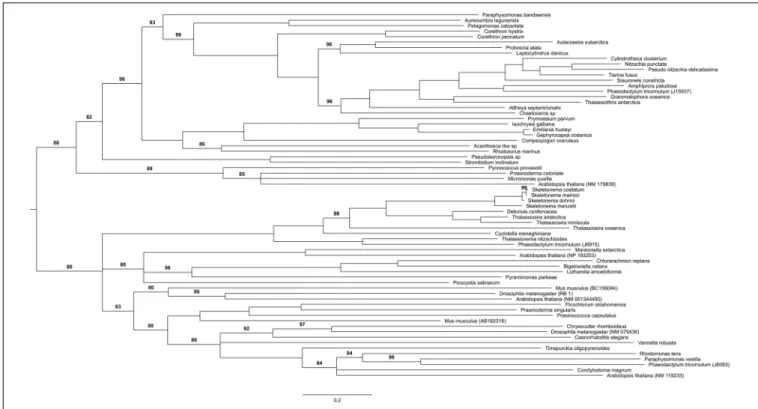 FIGURE 6 | Phylogenetic tree of TrxG components.