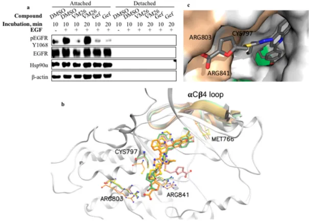 Figure 7. Compound VM26 weakly suppresses EGFR phosphorylation. (a) EGFR expression and tyrosine phosphorylation at Tyr1068 were evaluated in MDA-MB-468 cells after exposure to 25 µM VM26 or gefitinib (Gef) for 10 min and 20 min