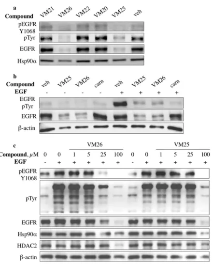 Figure 2. Small compounds decrease epidermal growth factor receptor (EGFR) expression in MDA-MB-468 cells
