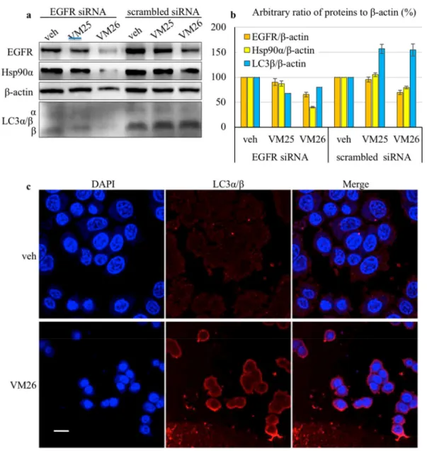 Figure 3. Small compounds activate microautophagy in cancer cells. (a) Western blot of proteins extracted from MDA-MB-468 cells after transfection with EGFR siRNAs or scrambled siRNAs and exposure to 25 µM VM25 and VM26 for 2 h in serum-deprived Dulbecco’s