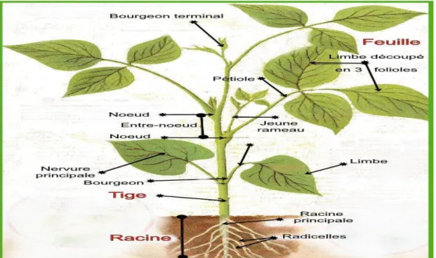 Figure 01. Description de la plante du Haricot (Renard et al.,2007). 