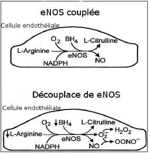 Figure 3.  Production de O 2 -  après le découplage de eNOS (Katusic, 2001) 