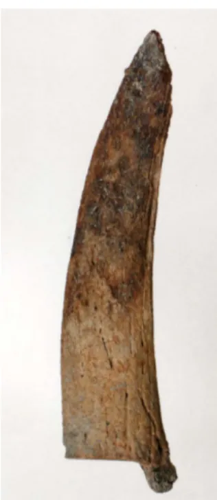 Fig. 12 – Impact sur un radius de boeuf  Fig. 13 – Cheville osseuse de Capra  sciée à la base