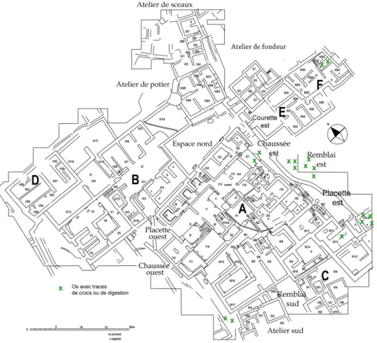 Fig. 9 : Localisation des restes osseux avec des stigmates de crocs et de digestion dans le quartier Mu