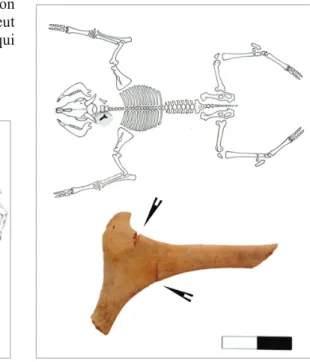Fig. 4 : Crâne fendu en deux (dessins de crâne d’après Pales et Garcia  1981); a : demi crâne gauche (frontal, pariétal, occipital), vue dorsale ;  b : le même, vue latérale ; c : détail du condyle occipital avec une trace 