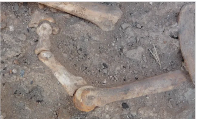 Fig. 2 : exemple des os d’un pied en connexion (métapode, phalanges), gazelle.