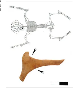 Fig. 4 : Crâne fendu en deux (dessins de crâne d’après Pales et Garcia  1981); a : demi crâne gauche (frontal, pariétal, occipital), vue dorsale ;  b : le même, vue latérale ; c : détail du condyle occipital avec une trace 