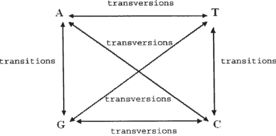 FIGuRE 1.2.3. Transversions et transitions