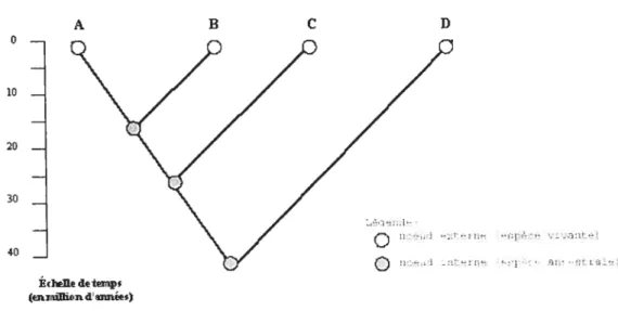 FIGuRE 1.3.2. Les caractéristiques d’un arbre topologique (phylogénétique) 1.3.4. Construction des arbres