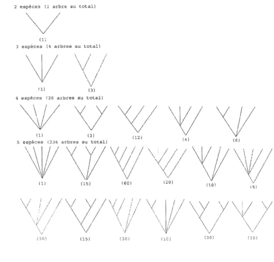 FIGuRE 1.3.4. Les arbres polyfurcaux de 2, 3, 4 et 5 espèces (le nombre de permutations des espèces possibles est
