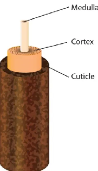 Figure 2. The anatomy of the eyelash  