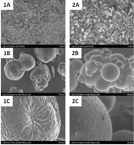 Fig. 1. Scanning electron microscopy of skim milk powder (1) and whole milk powder (2)