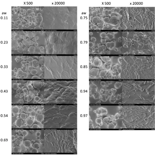 Fig. 3. Surface characterization of whole milk particles observed by scanning electron microscopy at variable relative humidity (from 0.11 to 0.97).